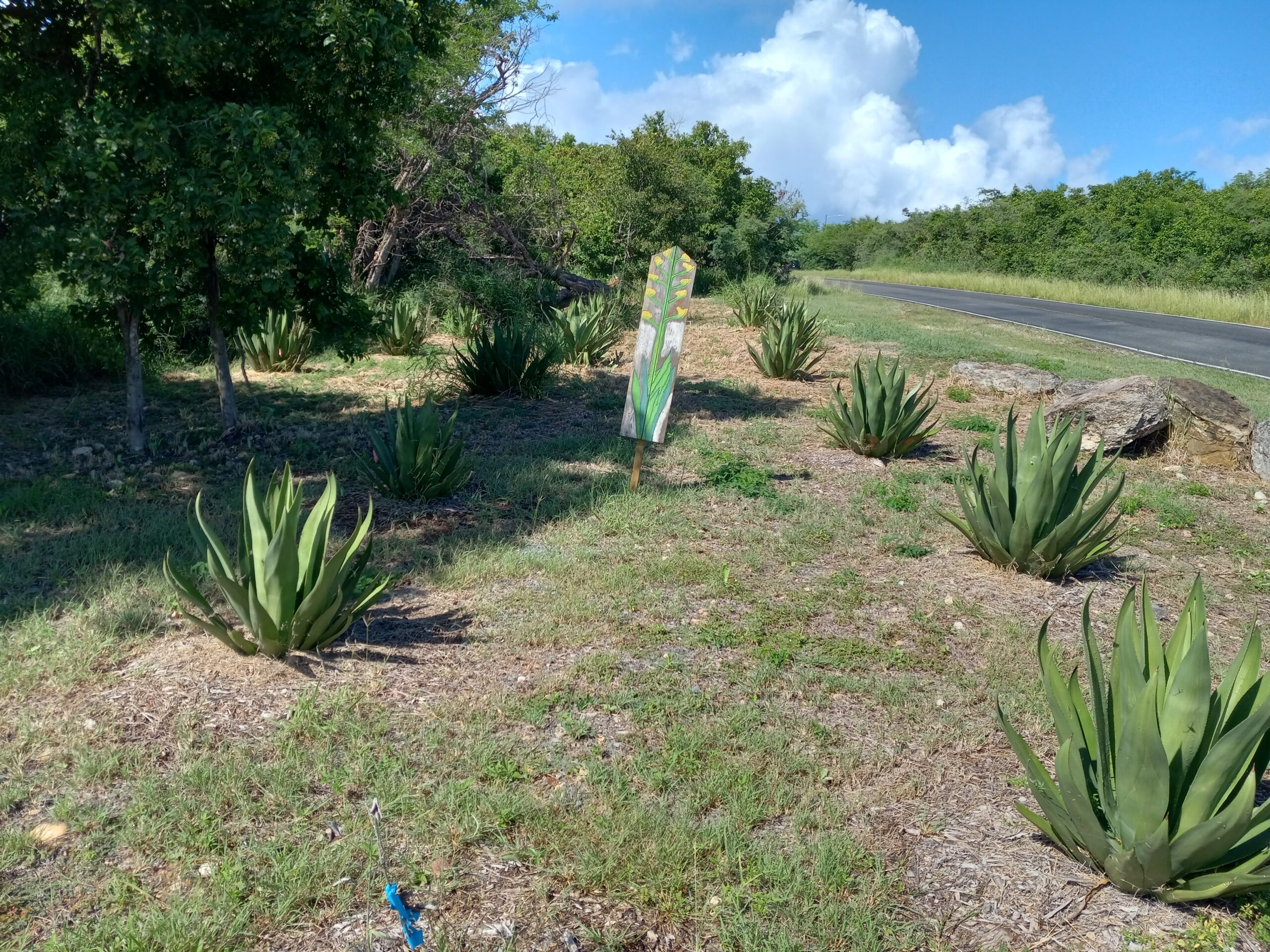 The Agave eggersiana is a unique plant to the Virgin Islands landscape, but it is endemic only to the island of St. Croix. These planted Agave eggersiana are at Sandy Point National Wildlife Refuge entrance to the wildlife sanctuary. There is ongoing planting program to safe the Agave eggersiana from becoming extinct on the island of St. Croix. (Photo by Olasee Davis)