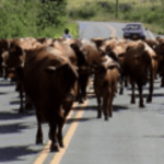 Castle Nugent Farms cattle