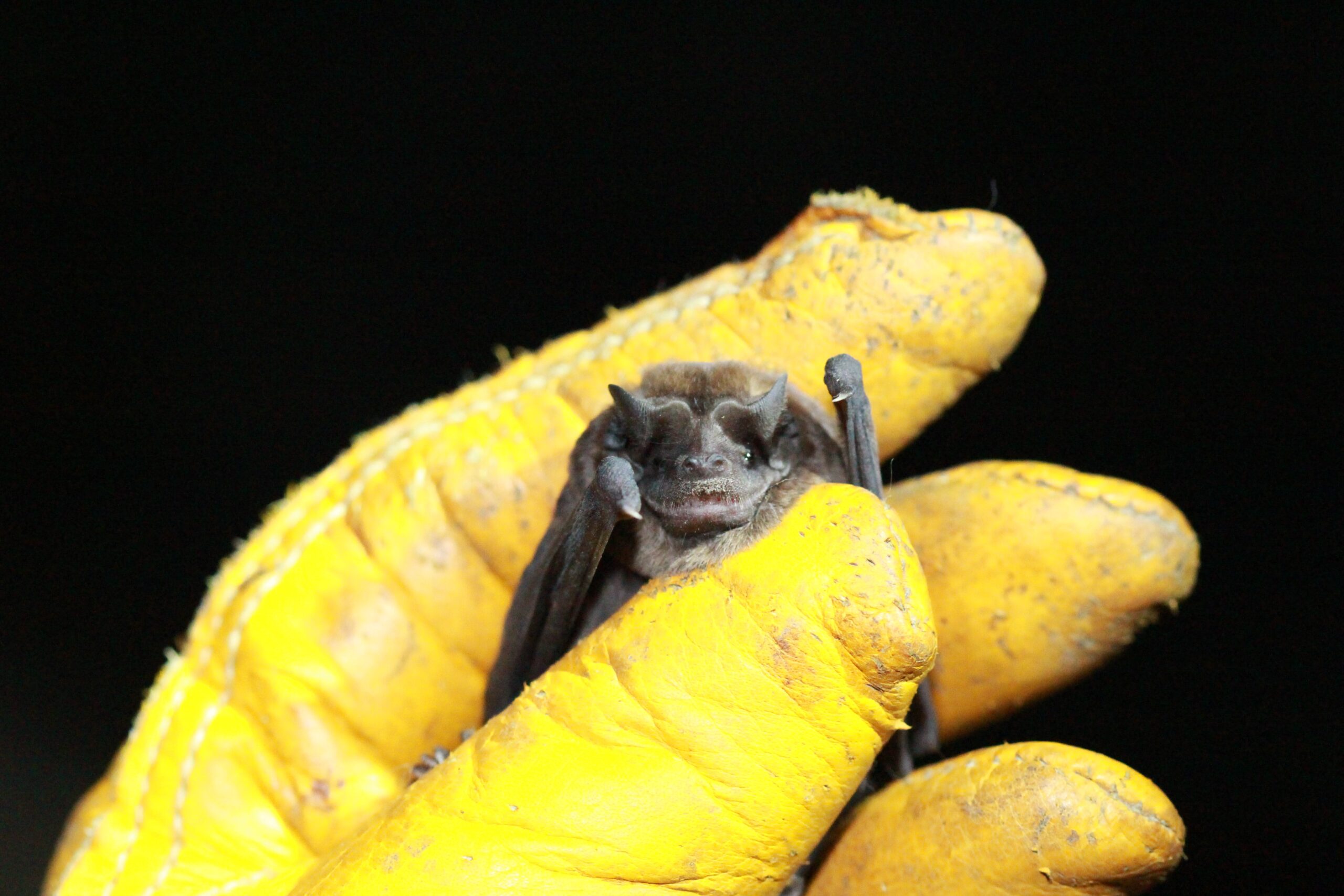 Molossus bat. (Photo by Dani Fibikar)