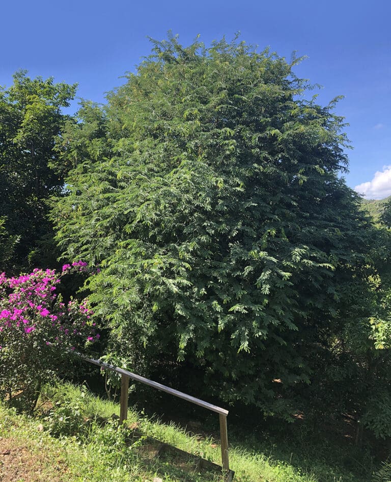 Celebrating Tamarind Trees This Season