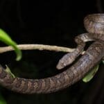 vi-tree-boa