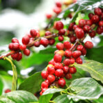 Coffee,Beans,Ripening,,Fresh,Coffee,red,Berry,Branch,,Industry,Agriculture,On