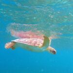 Turtle, Magens Bay, St Thomas, USVI, 2021.