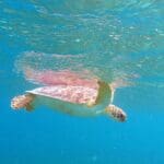 Turtle, Magens Bay, St Thomas, USVI, 2021.