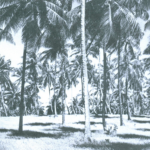 Magens Bay palm forest