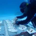 VI reef replanting