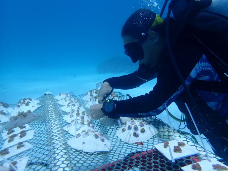 Coral Conservation Festival Set for Sunday on St. Croix