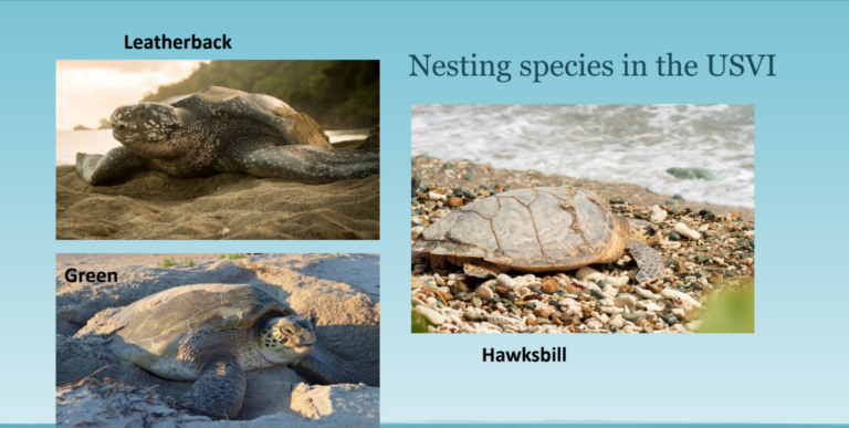 Training Sessions Scheduled for STJ Sea Turtle Program Volunteers on June 18 and 22