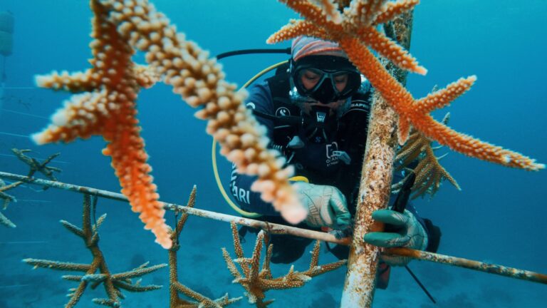 UVI’s Reef Response Team Seeks Ways to Save Corals