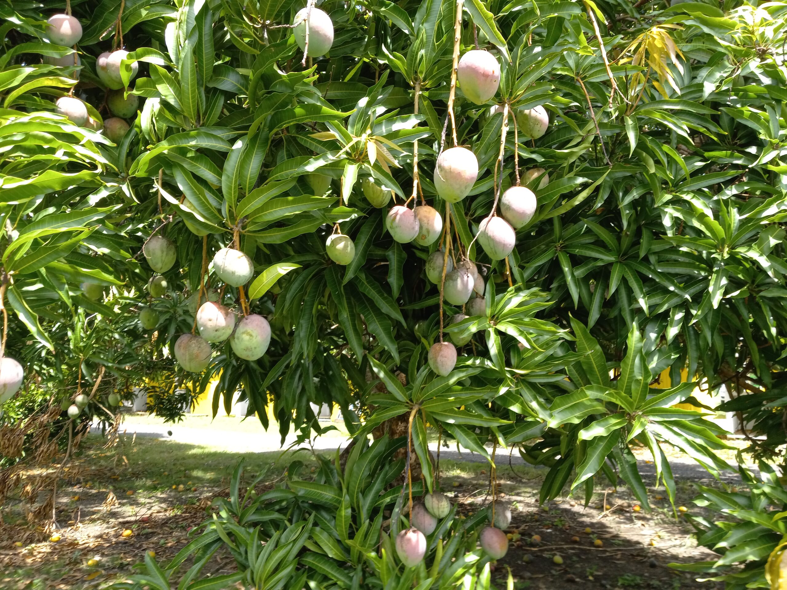 Mangoes are very prone to irregular or biannual bearing and this habit varies between varieties. Although no cause or solution has yet been found for this, climatic conditions have considerable effect on mangoes fruiting. This one of the few varieties that produce this year at Lower Love orchard on the grounds of the department of agriculture on St. Croix. (Photo by Olasee Davis)