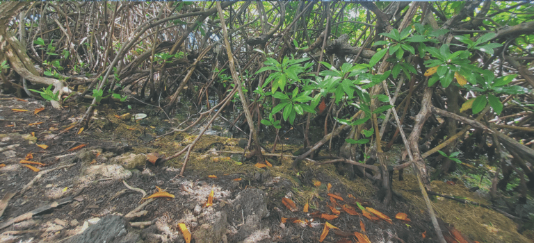 St. Croix Great Mangrove Cleanup Returns