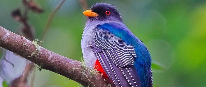 Scientists, Conservationists Unite to Save Caribbean Bird Diversity at BirdsCaribbean Conference