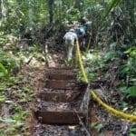Jaguar trail
