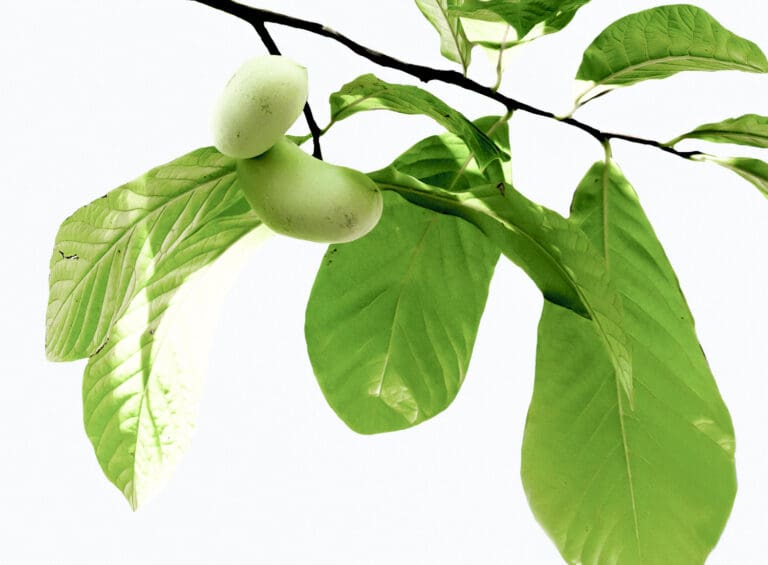Sugar Apples and Soursops Have Stateside Relatives: Pawpaws