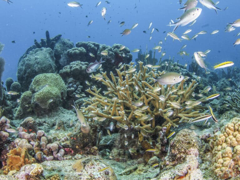Coral Reef Week Week Returns