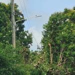 trees cut