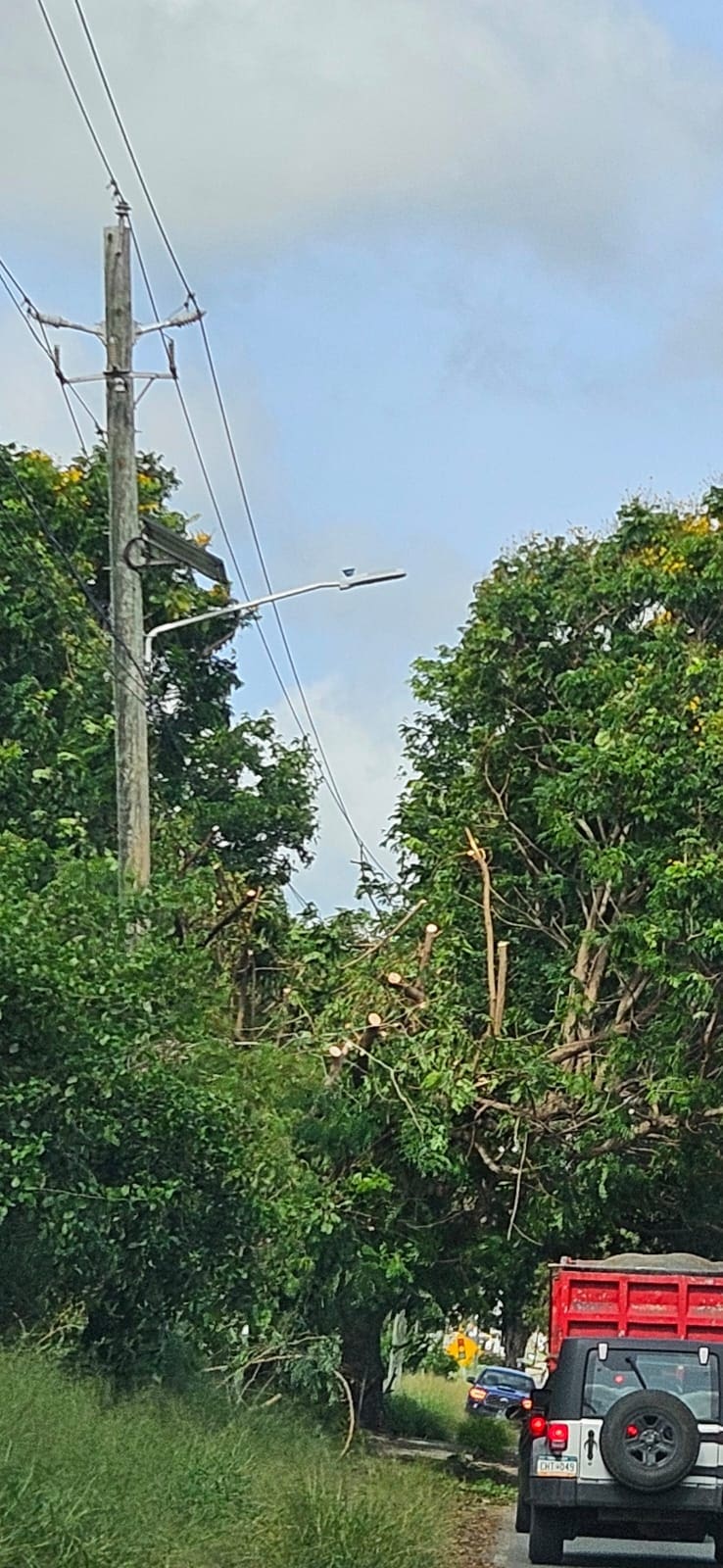 These trees on Queen Mary Highway were improperly pruned in correctly. Improper pruning can make tree vulnerable to pathogens and diseases and create a safety hazard. These large trees were taken down which should not have been if they were pruned properly away from the pole’s wires. (Photo by Vanessa Forbes)