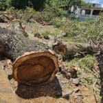 cut trees