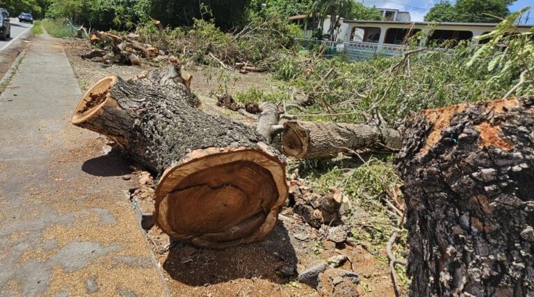 The size of these trunks gives a good indication of how large these trees on the side of the road were that were cut down on St. Croix. (Photo by Olasee Davis)