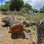 cut trees