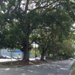 Mahogany trees on St. Croix