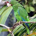 Puerto_Rican_parrot
