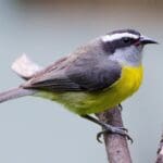 Yellow Breast