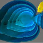 Tangs – Adult Blue Tang with Yellow Juvenile