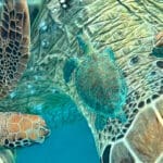 Turtleneck, Green Sea Turtle