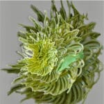 Serenity, gray snapper with anemone