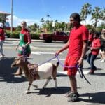 Parade goat