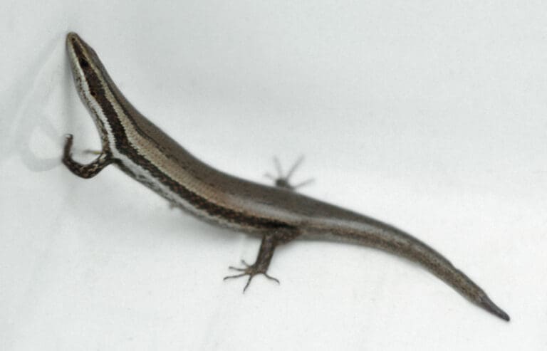 Feds Crawl Toward Rare Skink Protection