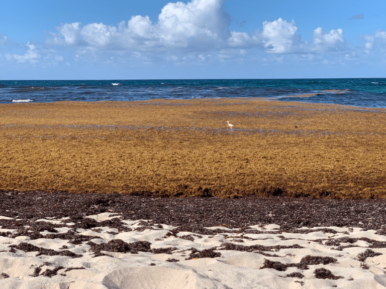 Sargassum Closes Lindquist Beach Again