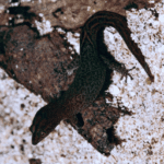 Beatty’s Least Gecko