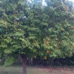 Carambola tree