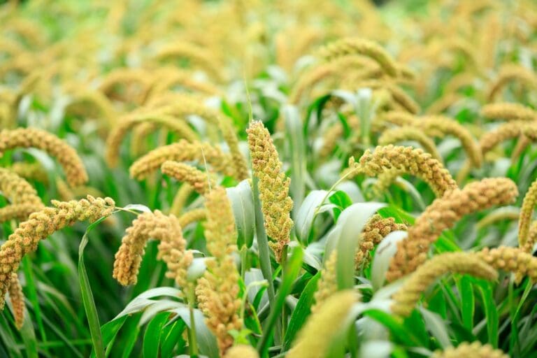 Millet, growing in the field. (Shutterstock image)