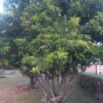 Sapodilla tree