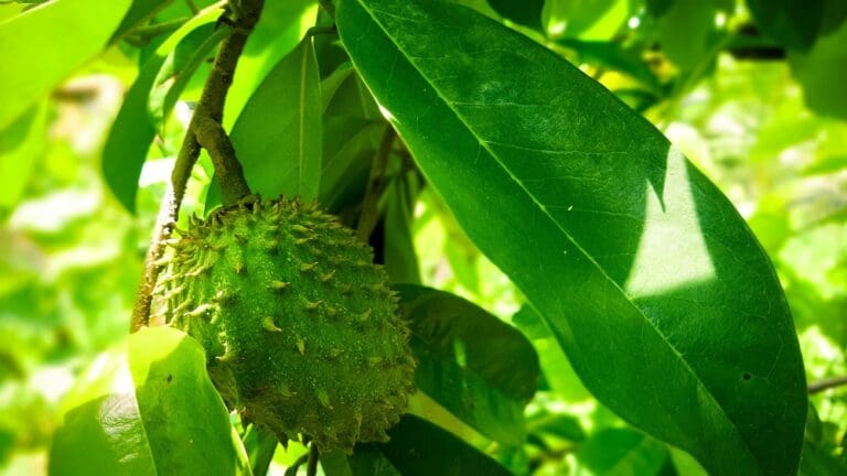 You could always find Papa Boula there in the evening time, sitting on his stool, his back against the soursop tree, as if he gained strength from it. (Shutterstock image)