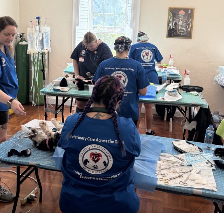 Photo Focus: Visiting Vets International Neuters Hundreds of Pets