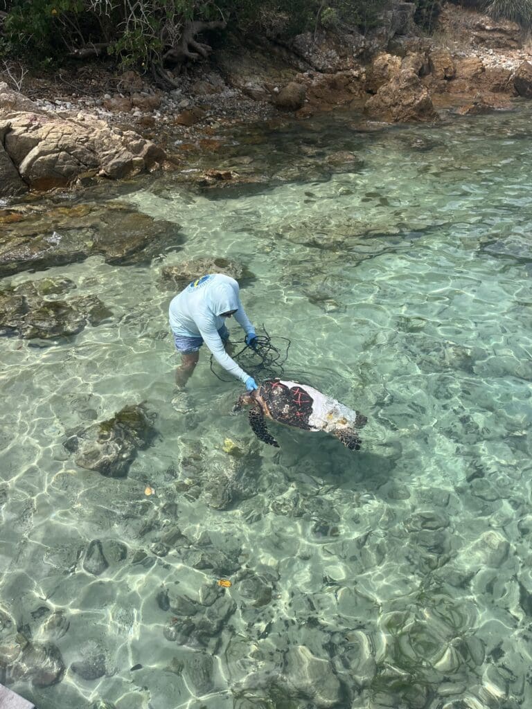 Critically Endangered Hawksbill Sea Turtle Killed by Boat Off Water Island