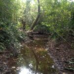 Stream bed