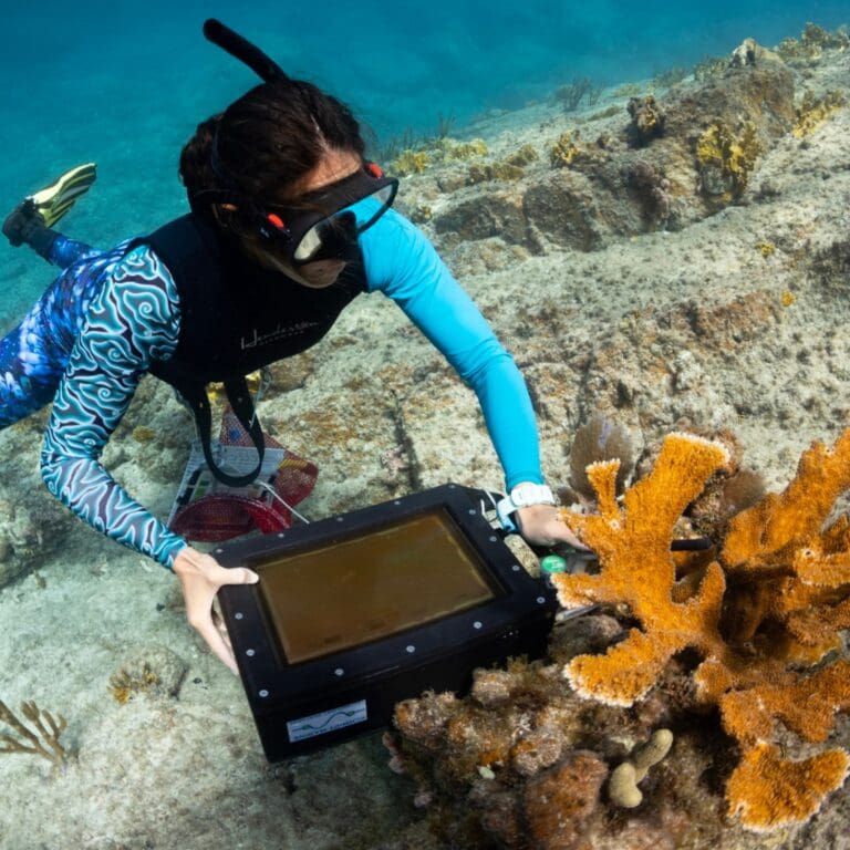 Woods Hole Oceanographic Institution Discusses The Future of Coral Conservation