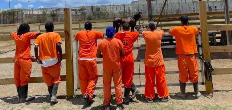 Brighter Futures Elite Program Trains Inmates in Advanced Horse Care, Paving the Way to Employment and Rehabilitation
