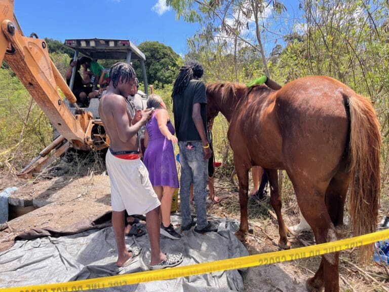 Horse Rescued From Cistern on St. Croix After Community Rallies To Help in Tense Operation