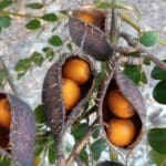 Wahree seeds 2