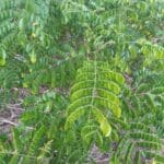 Wahree tree