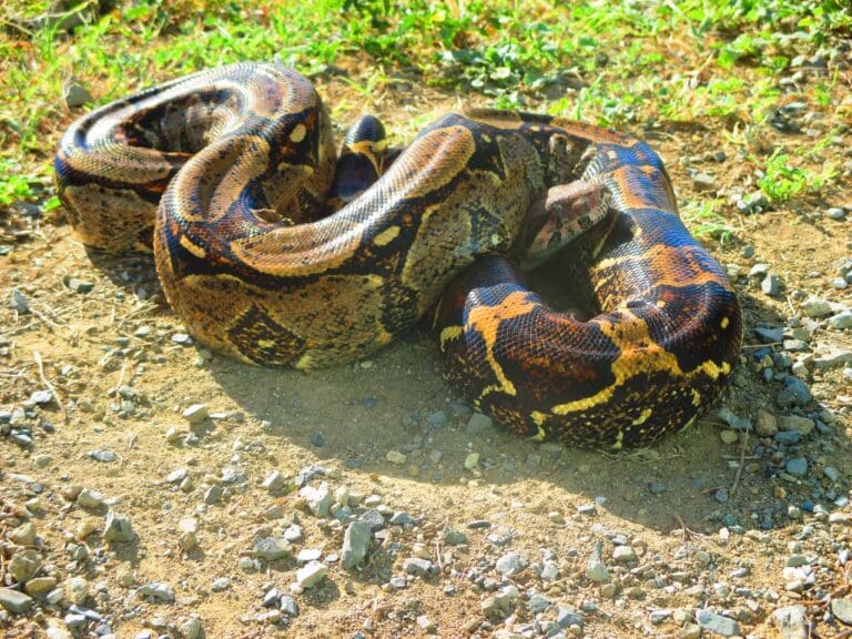 Pets, Paint, and Preservation: Amnesty Week for Exotic Pets, Highlighting Conservation Efforts