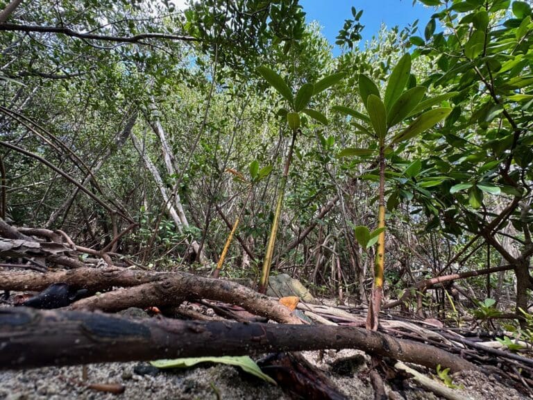 Mangrove Restoration Workshop May 14 and 15