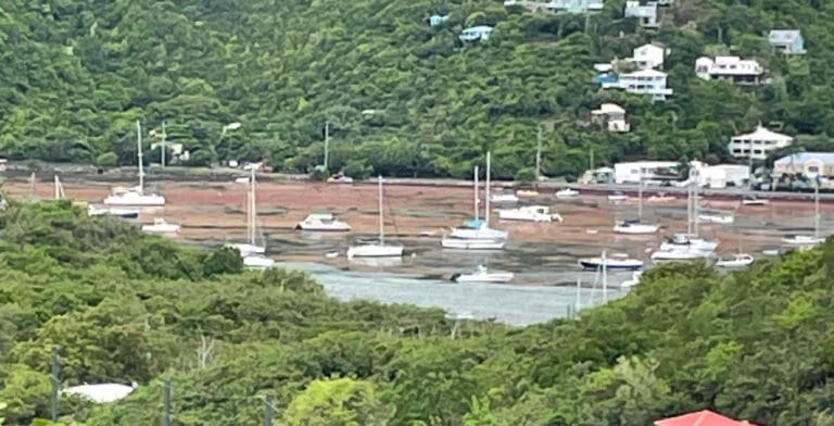 Fish Are Dying as Sargassum Inundates Coral Bay Harbor