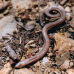 Legless lizard